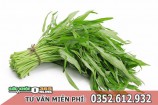 Bệnh trĩ có nên ăn rau muống, rau ngót không?